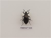 藏品(偽步行蟲)的圖片